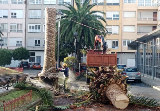 Cortadas dúas palmeiras na Praza de Vigo e xunto ao edificio de Facenda que estaban moi afectadas polo picudo vermello
